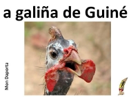 A galiña de Guiné